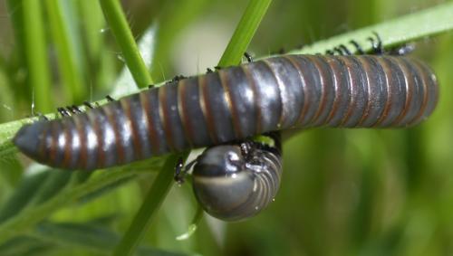 Réf. 204 204 : Ommatoiulus sp.